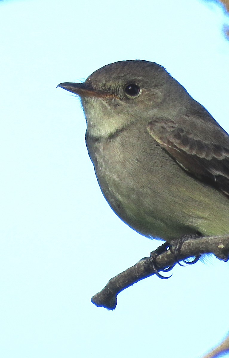 Western Wood-Pewee - ML242314441