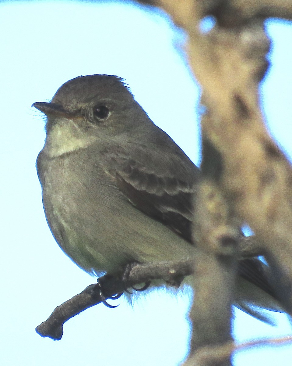 Western Wood-Pewee - ML242314451