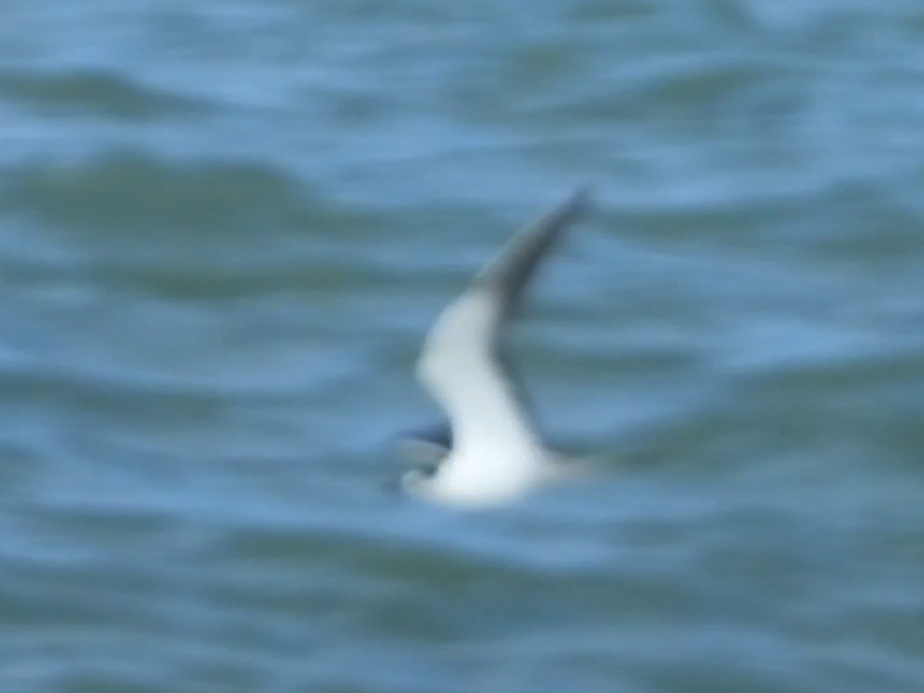 Sooty Tern - ML242315011