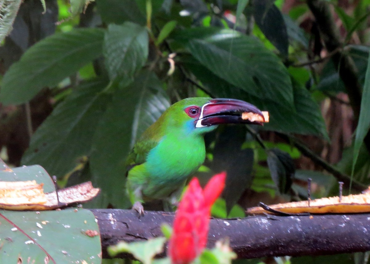 Toucanet à croupion rouge - ML242315741