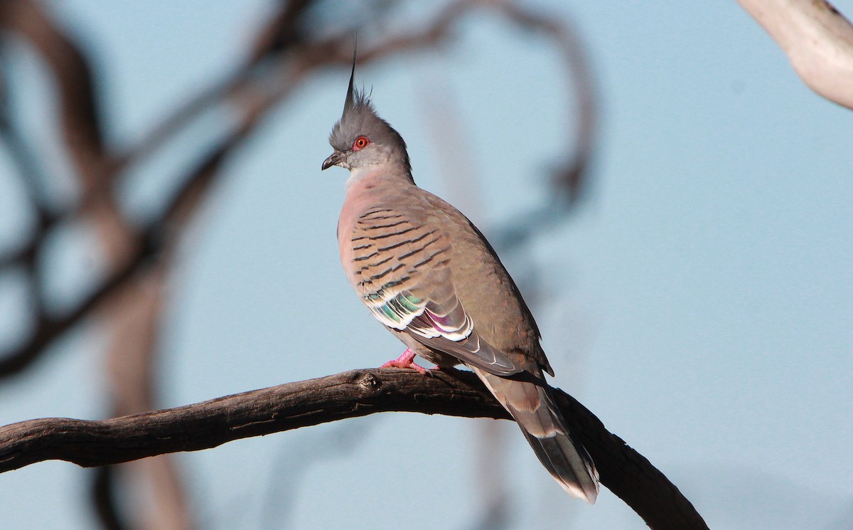 Crested Pigeon - Sandra Gallienne