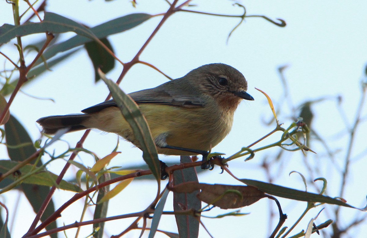 Yellow Thornbill - Sandra Gallienne