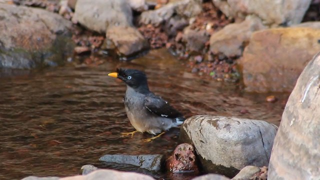 Jungle Myna - ML242318501