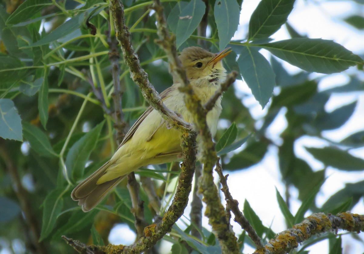 Melodious Warbler - ML242318991