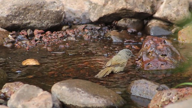 Brown-cheeked Fulvetta - ML242319381