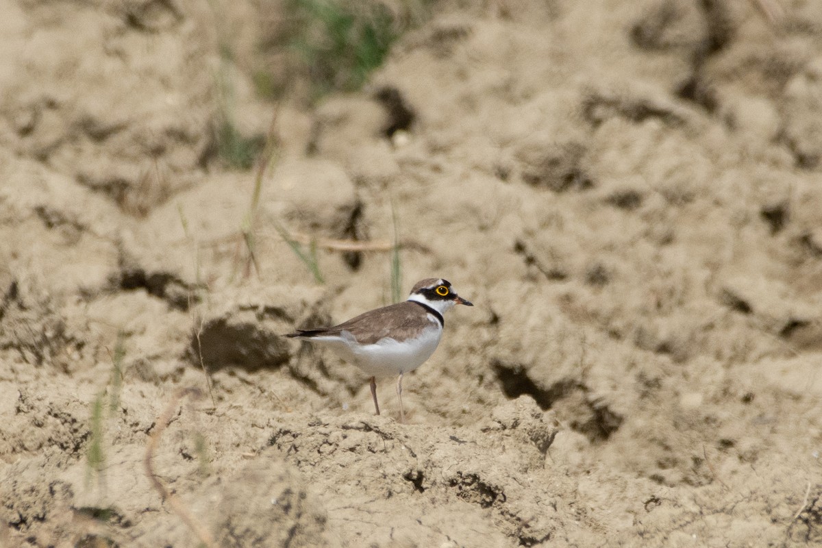 Little Ringed Plover - ML242319441