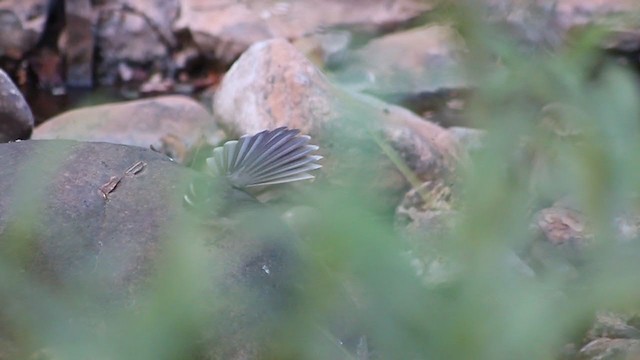 Spot-breasted Fantail - ML242319611