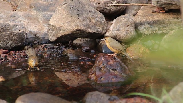 Tawny-bellied Babbler - ML242319721