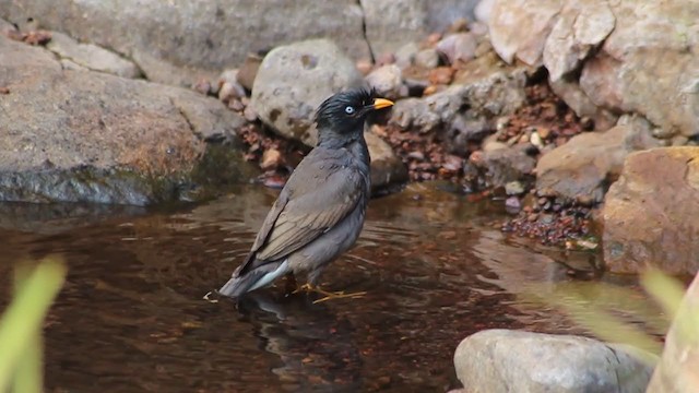 Jungle Myna - ML242319961