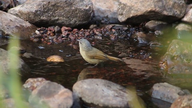 Brown-cheeked Fulvetta - ML242319981