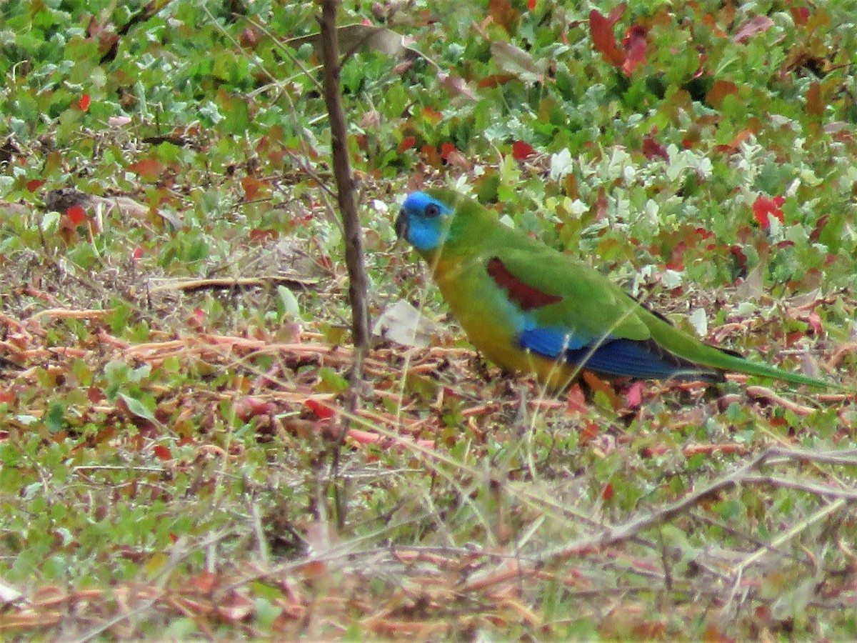Turquoise Parrot - ML242323311