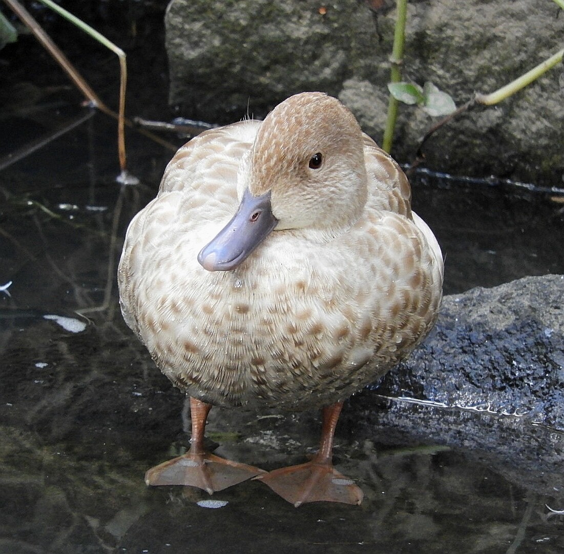 Chestnut Teal - David Fleming