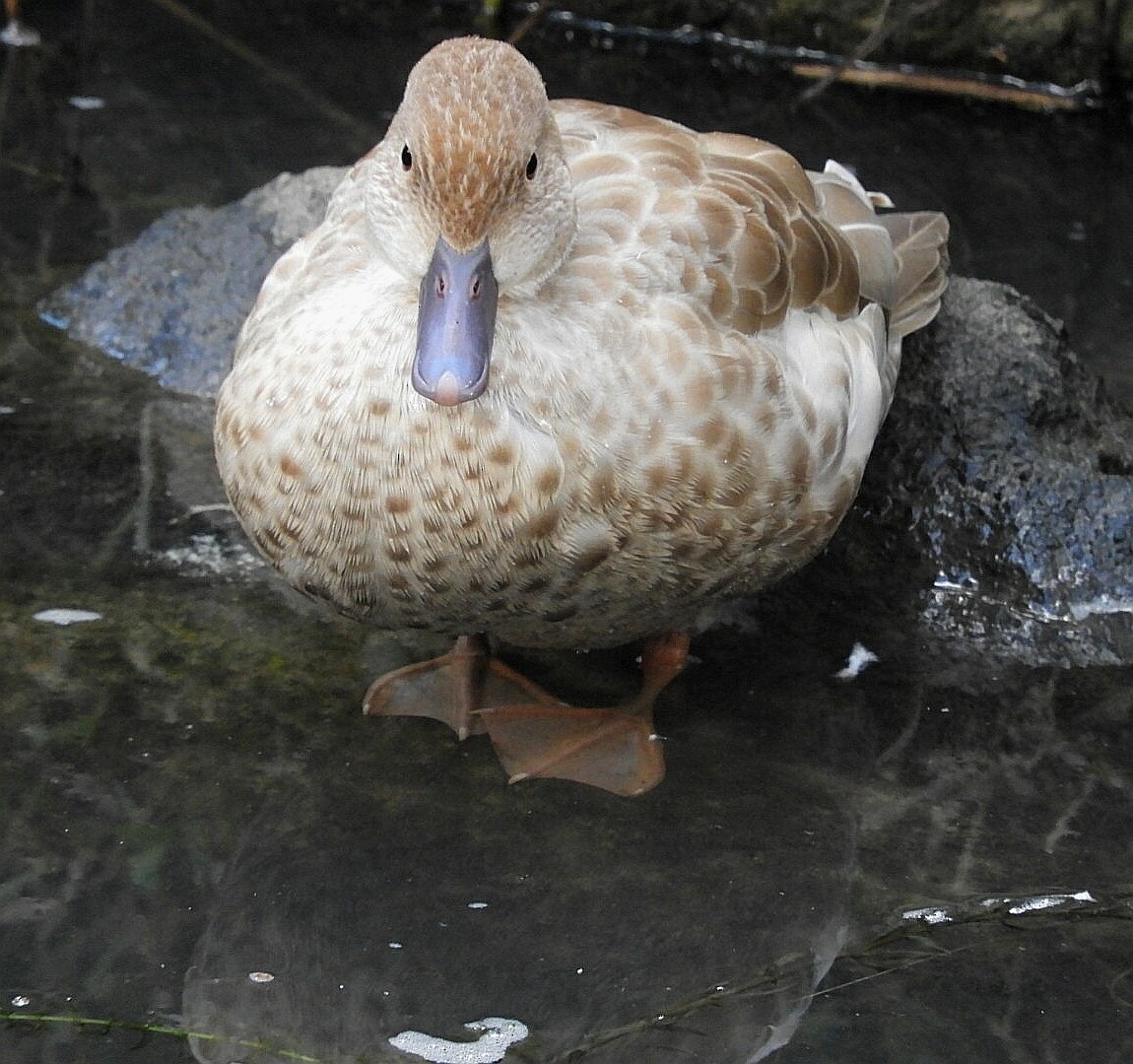 Chestnut Teal - David Fleming