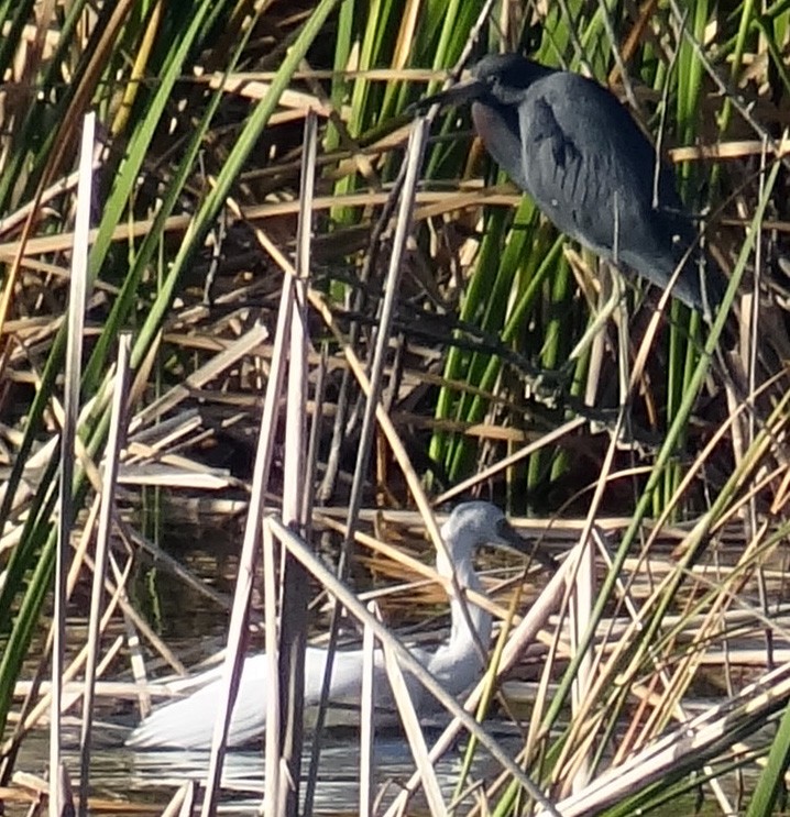 Little Blue Heron - ML24232381