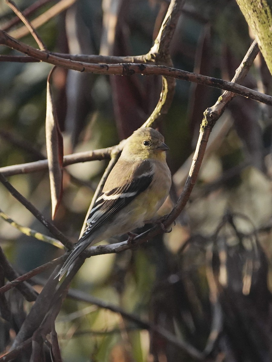 American Goldfinch - Amy Swarr