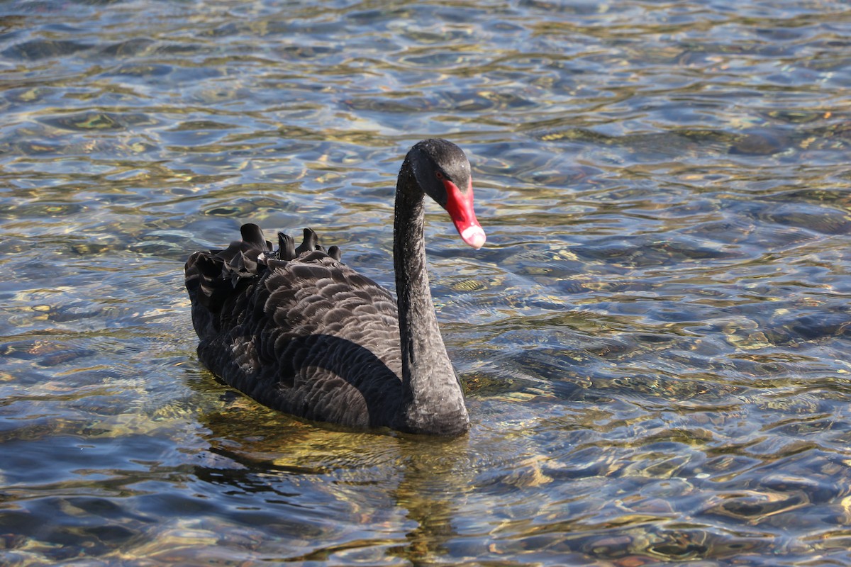 Black Swan - ML242324141