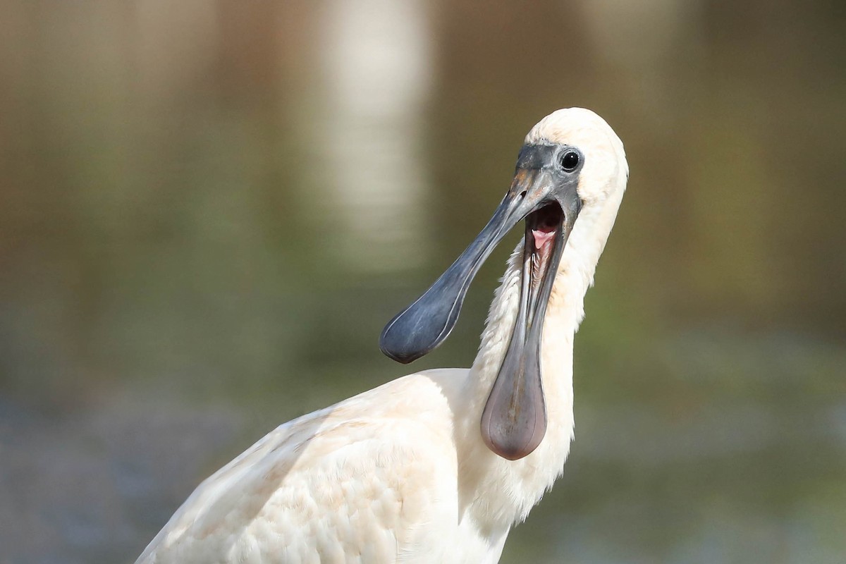 Royal Spoonbill - ML242324191