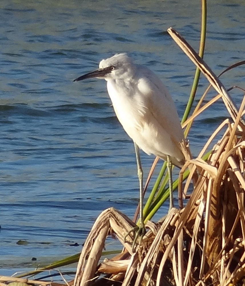 Little Blue Heron - ML24232431