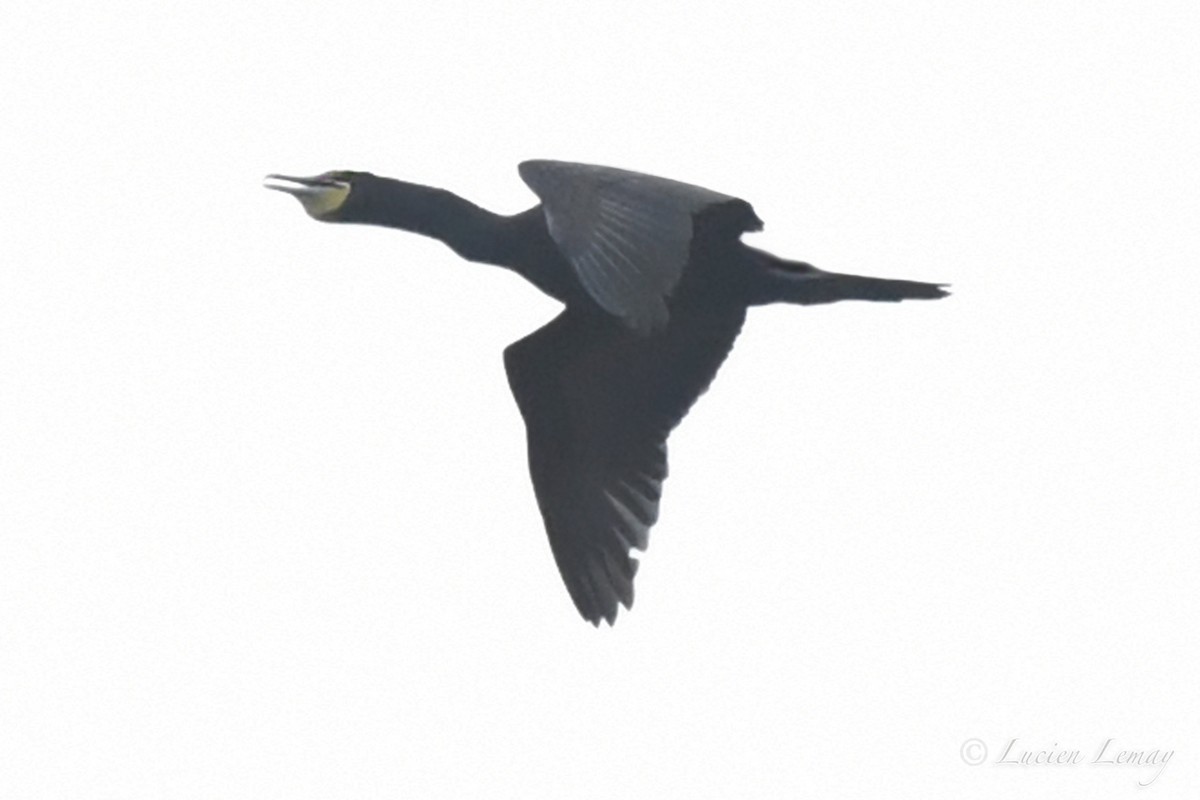 Double-crested Cormorant - Lucien Lemay