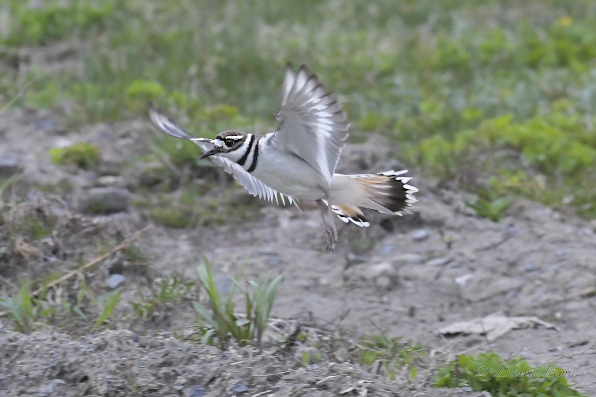 Killdeer - ML242326261