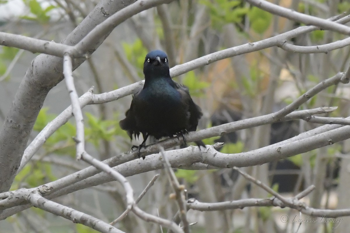 Common Grackle - ML242326521