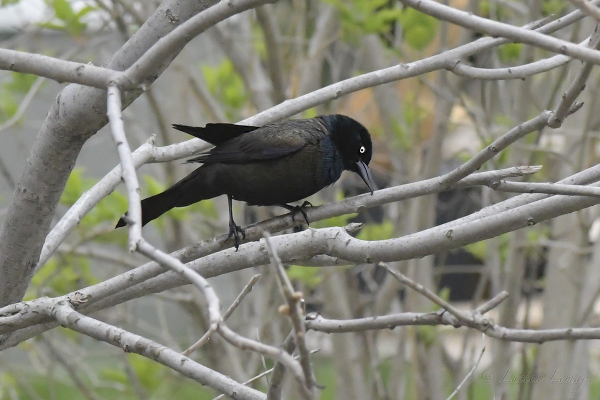 Common Grackle - ML242326551