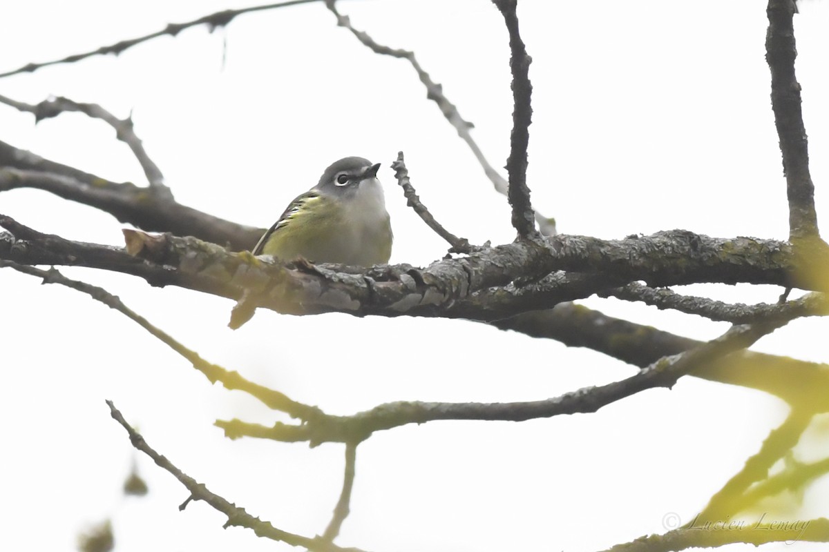 Vireo Solitario - ML242326891