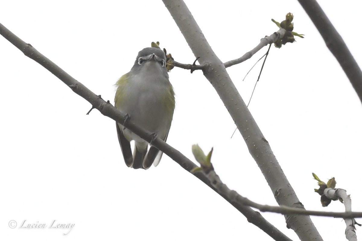 Vireo Solitario - ML242326911