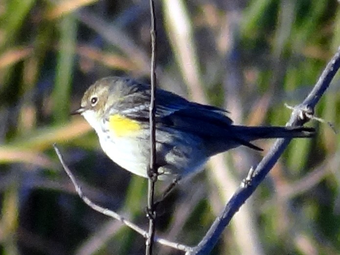 Yellow-rumped Warbler - ML24232701
