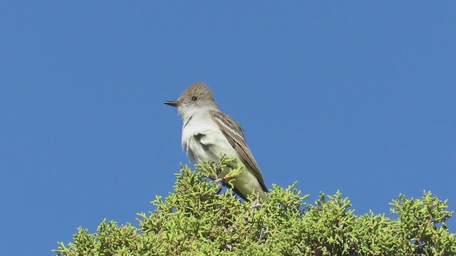 Ash-throated Flycatcher - ML242327371