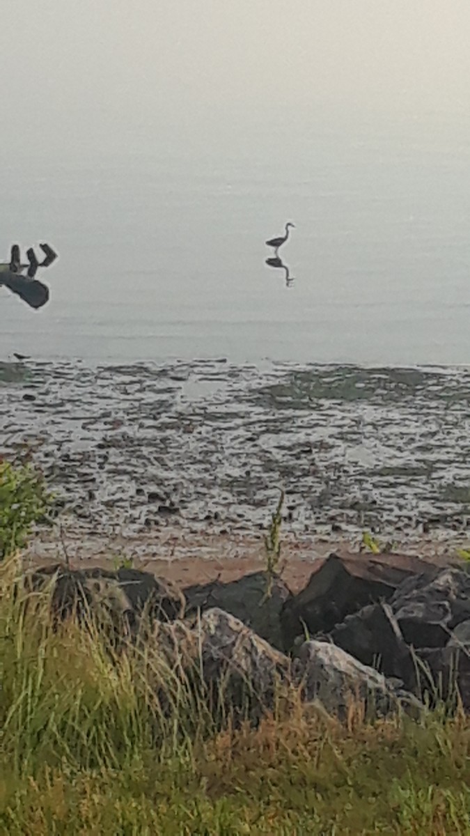 volavka velká - ML242327721