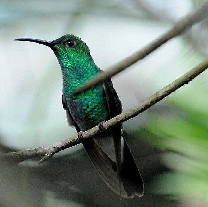 Colibrí de Buffon - ML242329631