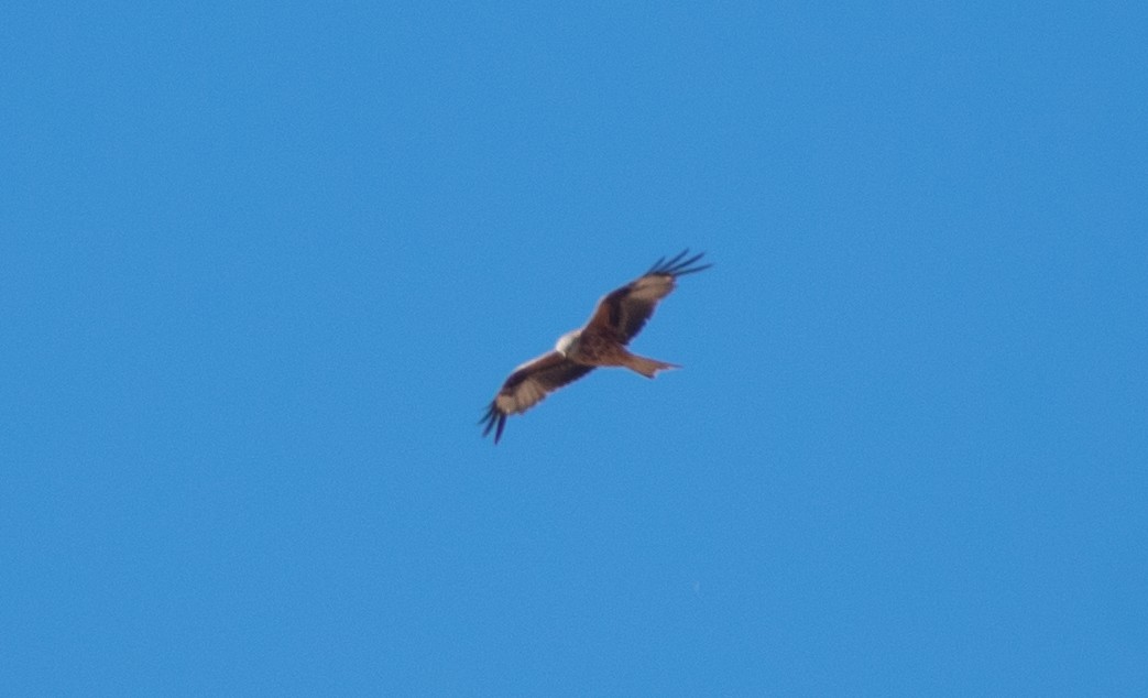 Red Kite - ML242329831