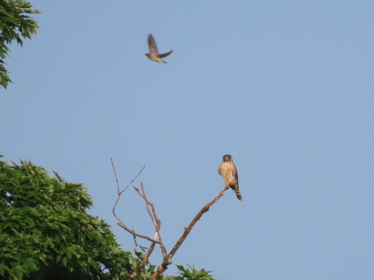 American Kestrel - ML242334271