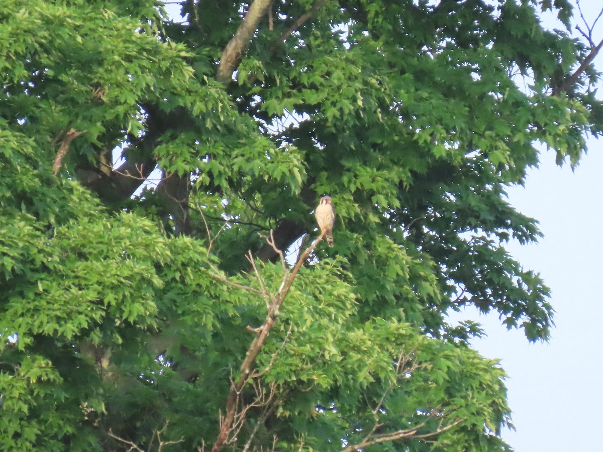 American Kestrel - ML242334341