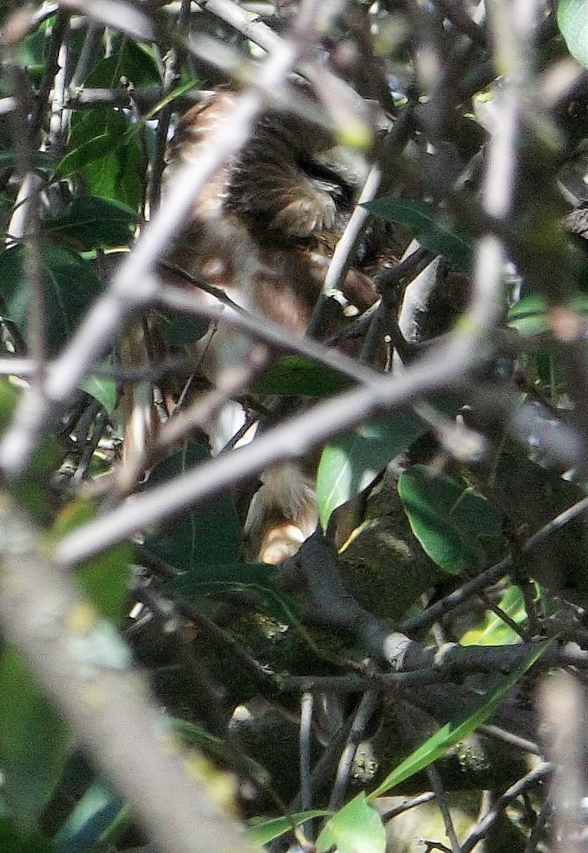 Northern Saw-whet Owl - ML24233531