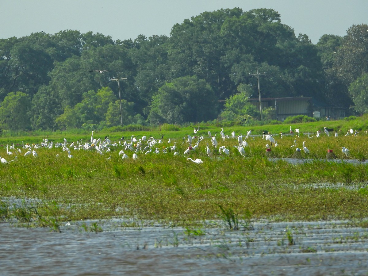 Great Egret - ML242336271