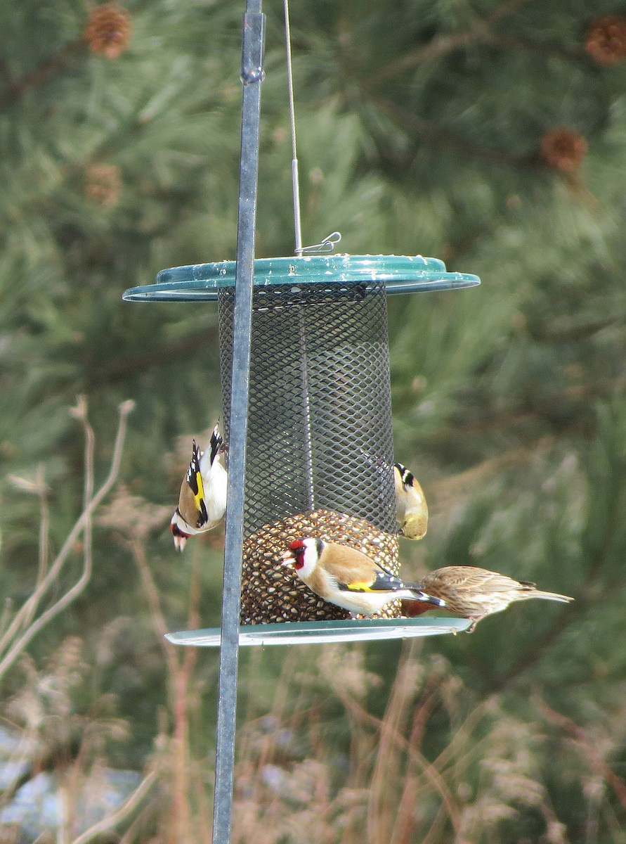 European Goldfinch - Anne Moretti