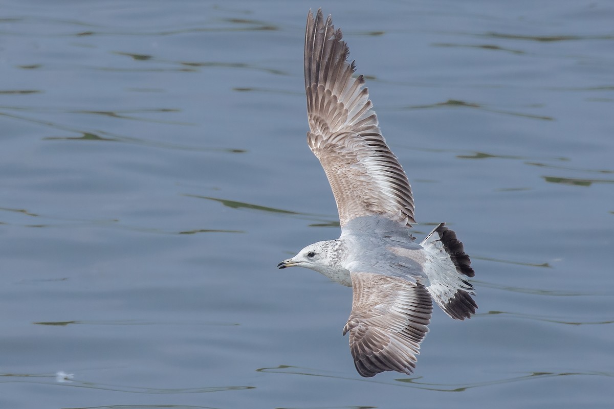 Common Gull - Natthaphat Chotjuckdikul