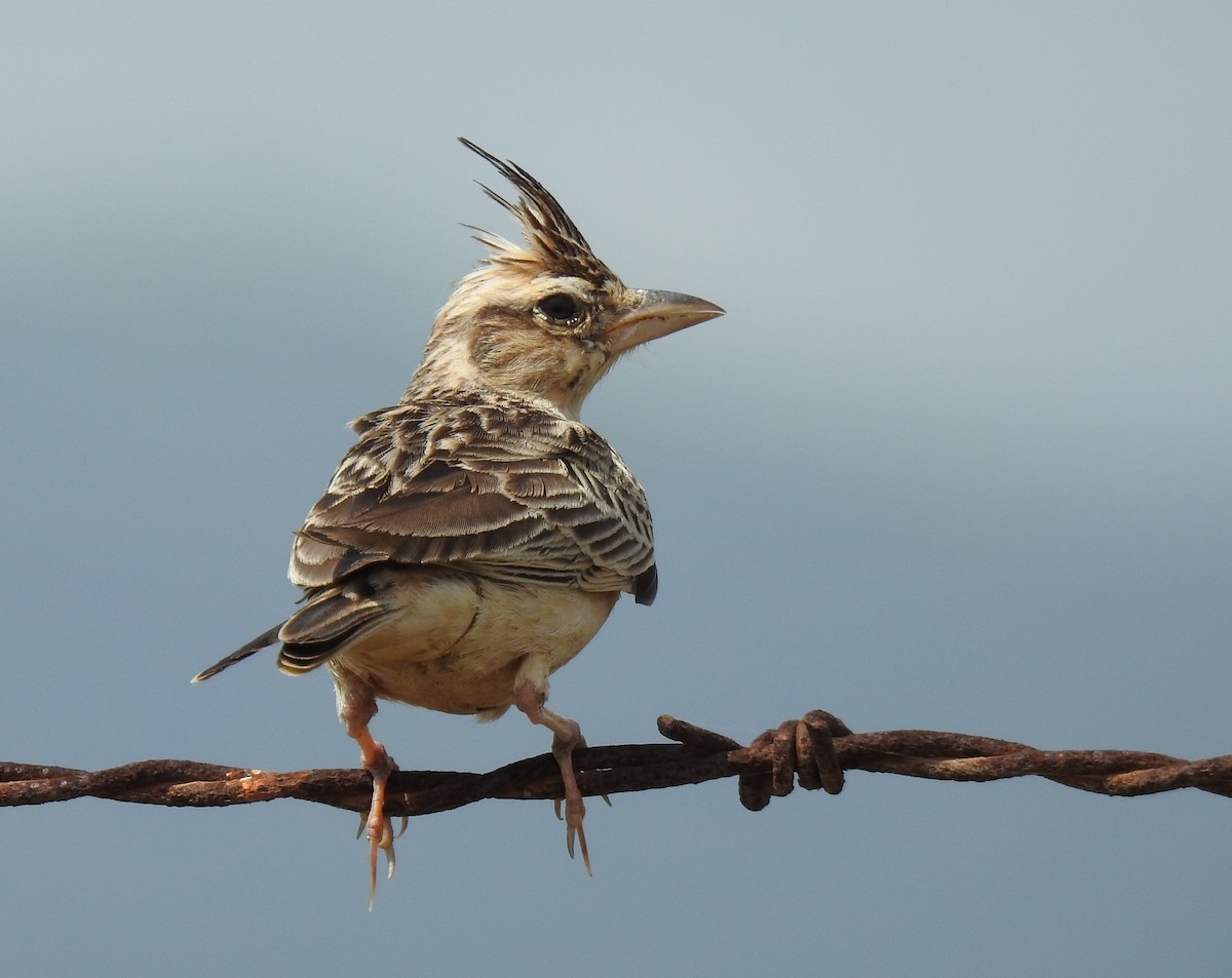 Malabar Lark - ML242341421