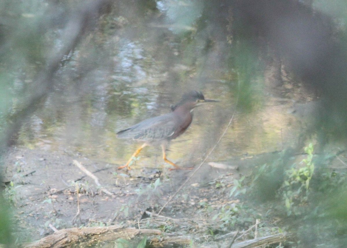 Green Heron - ML242341451