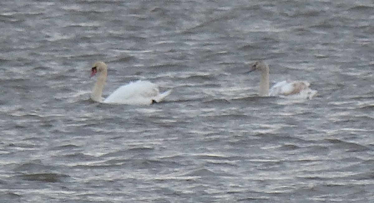 Mute Swan - ML24234261