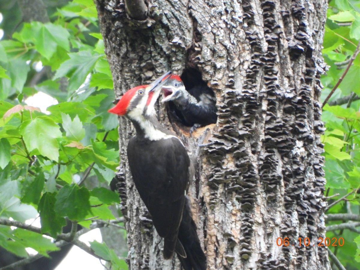 Pileated Woodpecker - ML242342621