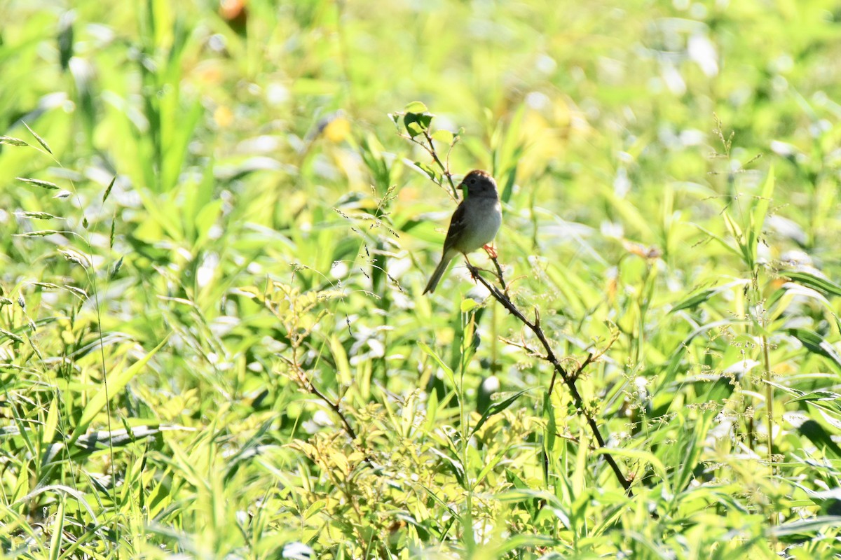 Field Sparrow - ML242343721