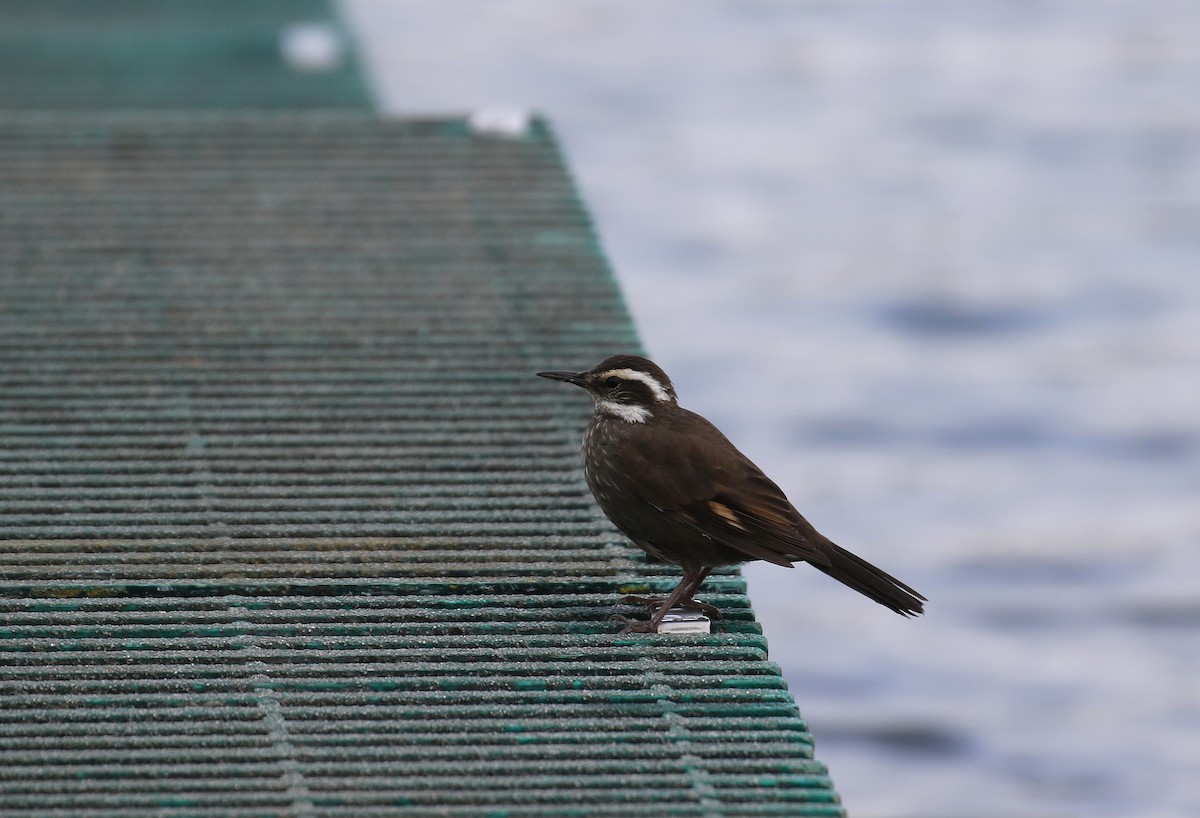 Dark-bellied Cinclodes - Thomas Galewski