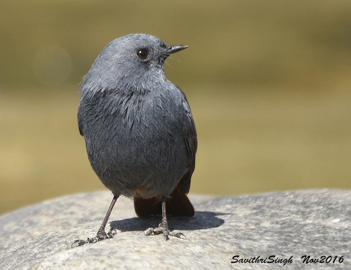 Plumbeous Redstart - ML242344171