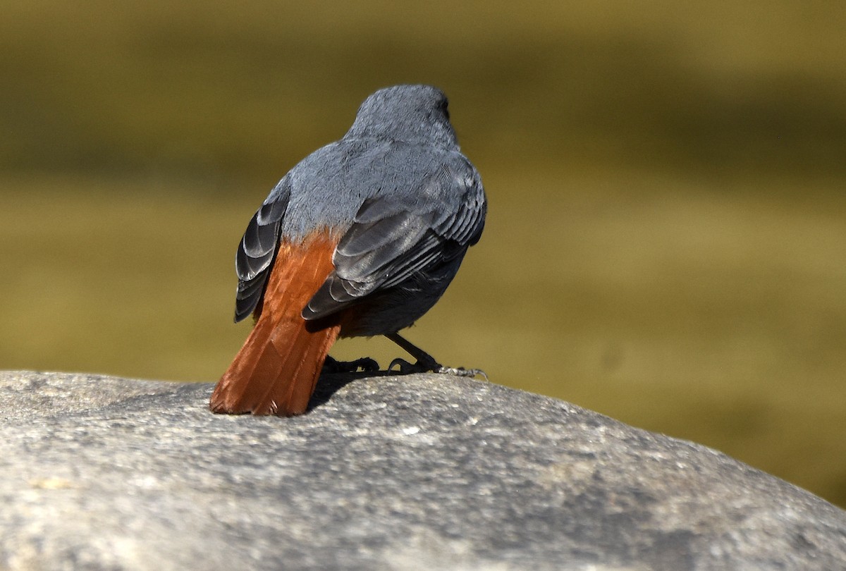 Plumbeous Redstart - ML242344281