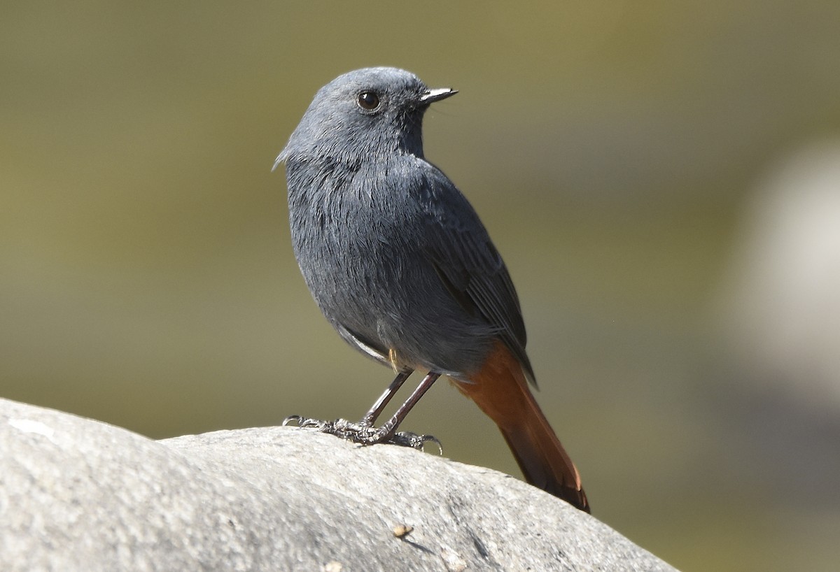 Plumbeous Redstart - ML242344291