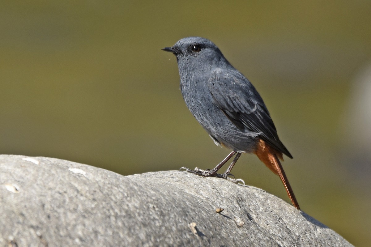 Plumbeous Redstart - ML242344311