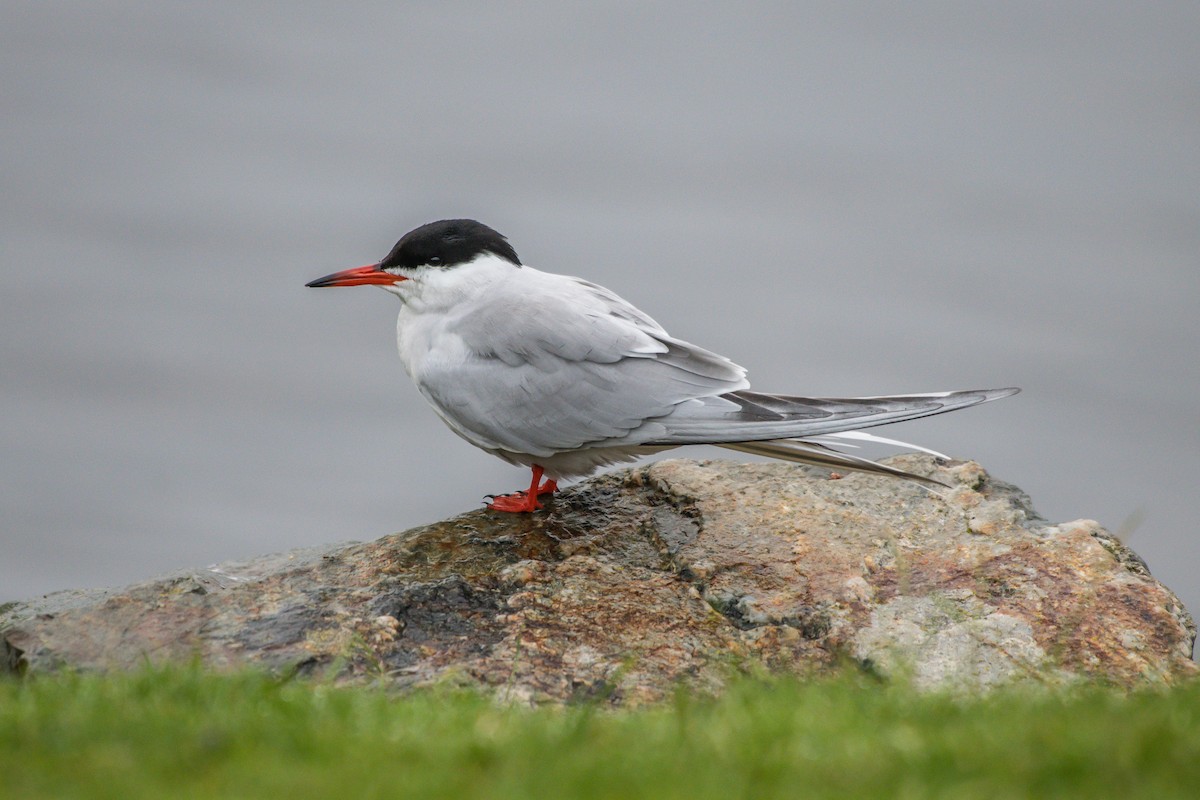 Common Tern - Frank King